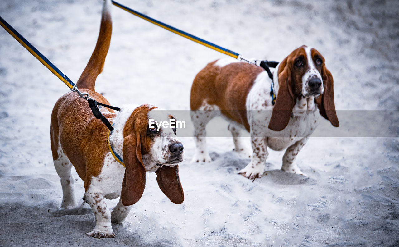 dog on snow covered field