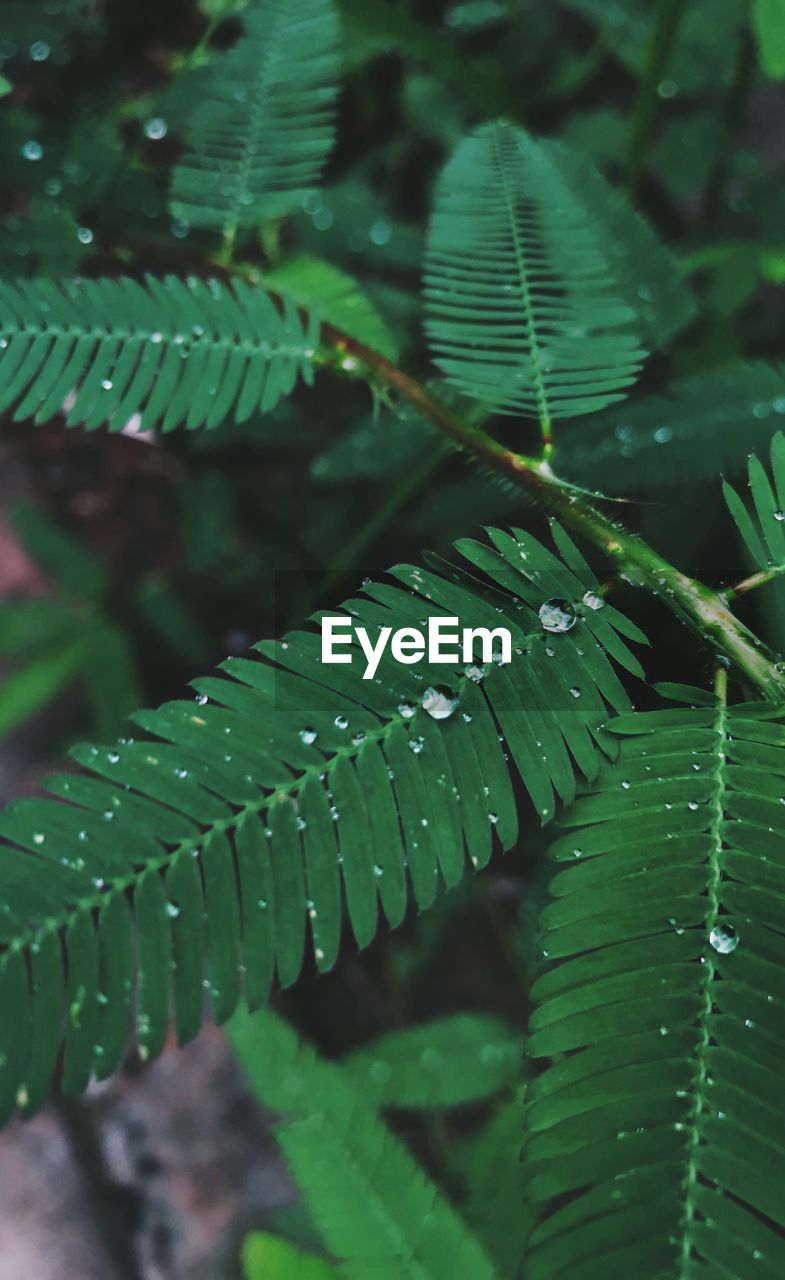 Close-up of raindrops on leaves