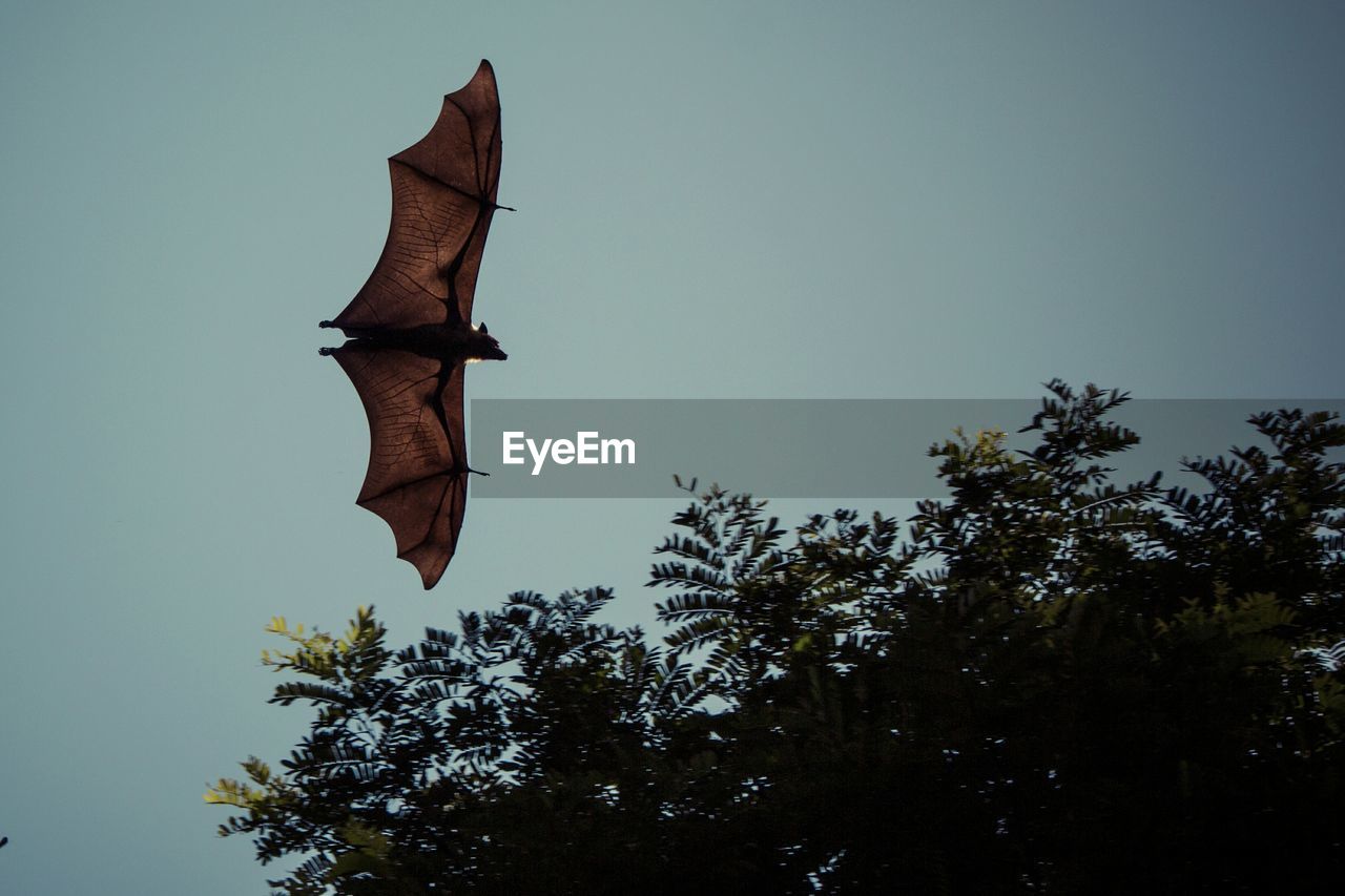 Low angle view of bat against clear sky