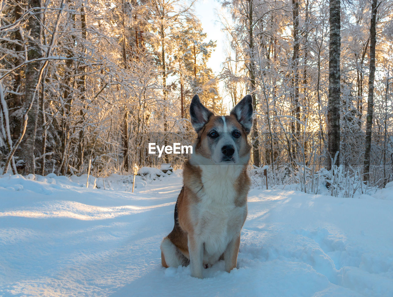 Dog, alaskan husky mix, sits in the snow on a path