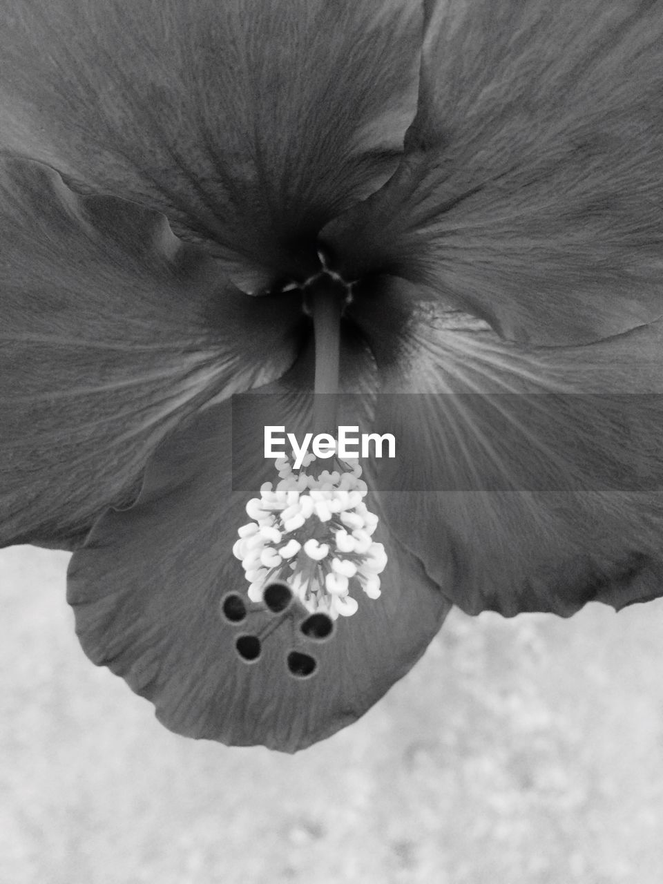 CLOSE-UP OF FLOWER HEAD