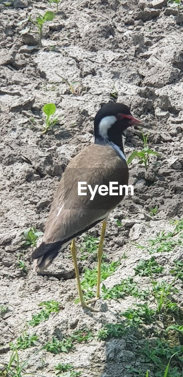 CLOSE-UP OF A DUCK ON ROCK