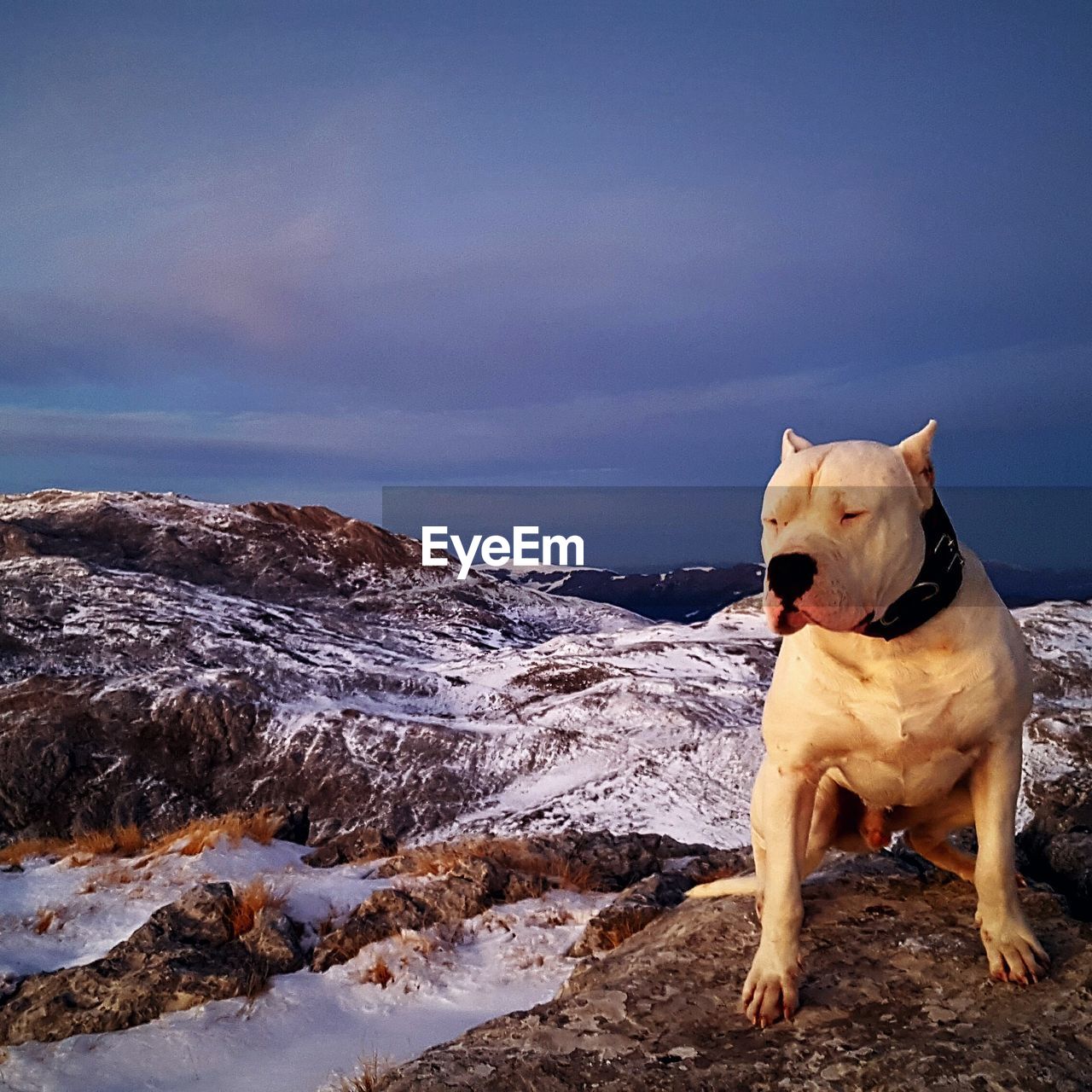 DOG ON SHORE AGAINST SEA