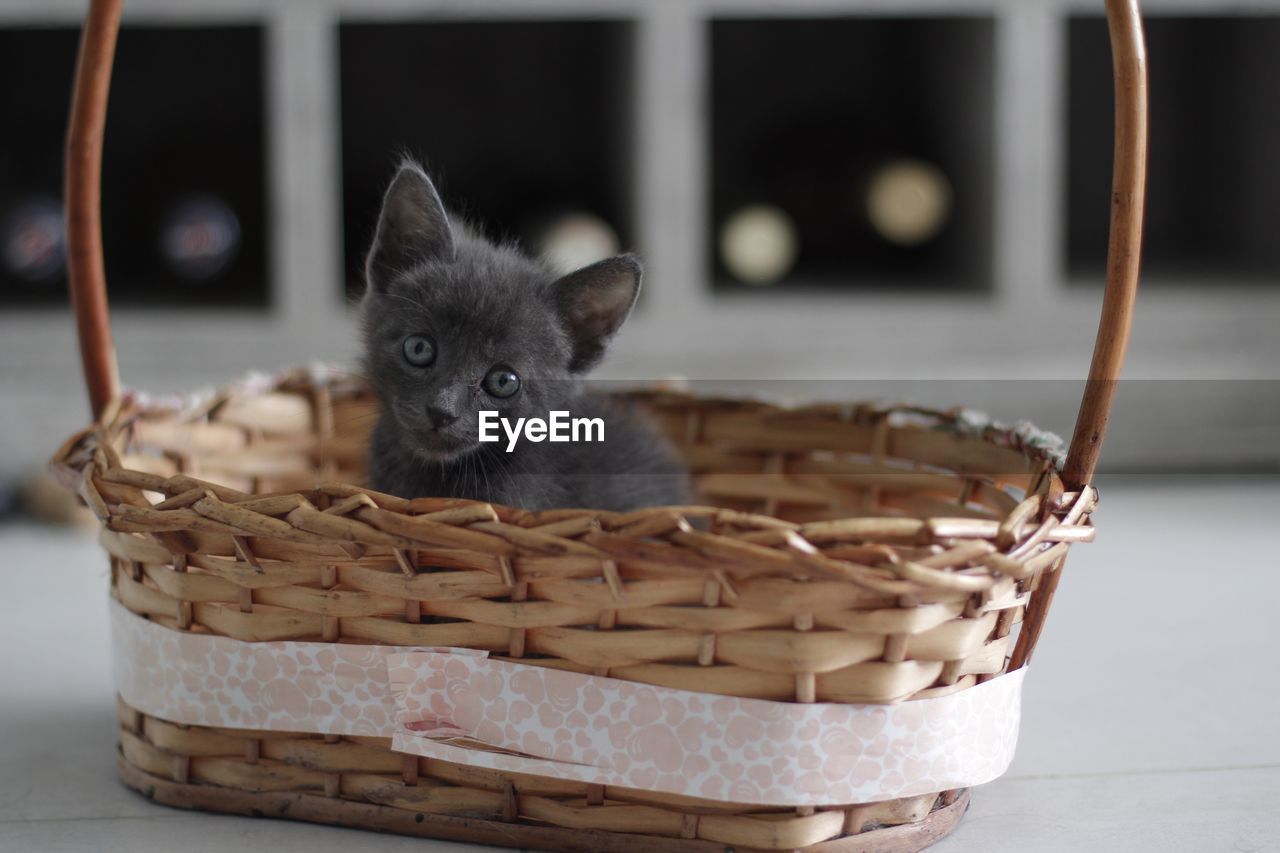 Close-up of kitten in basket