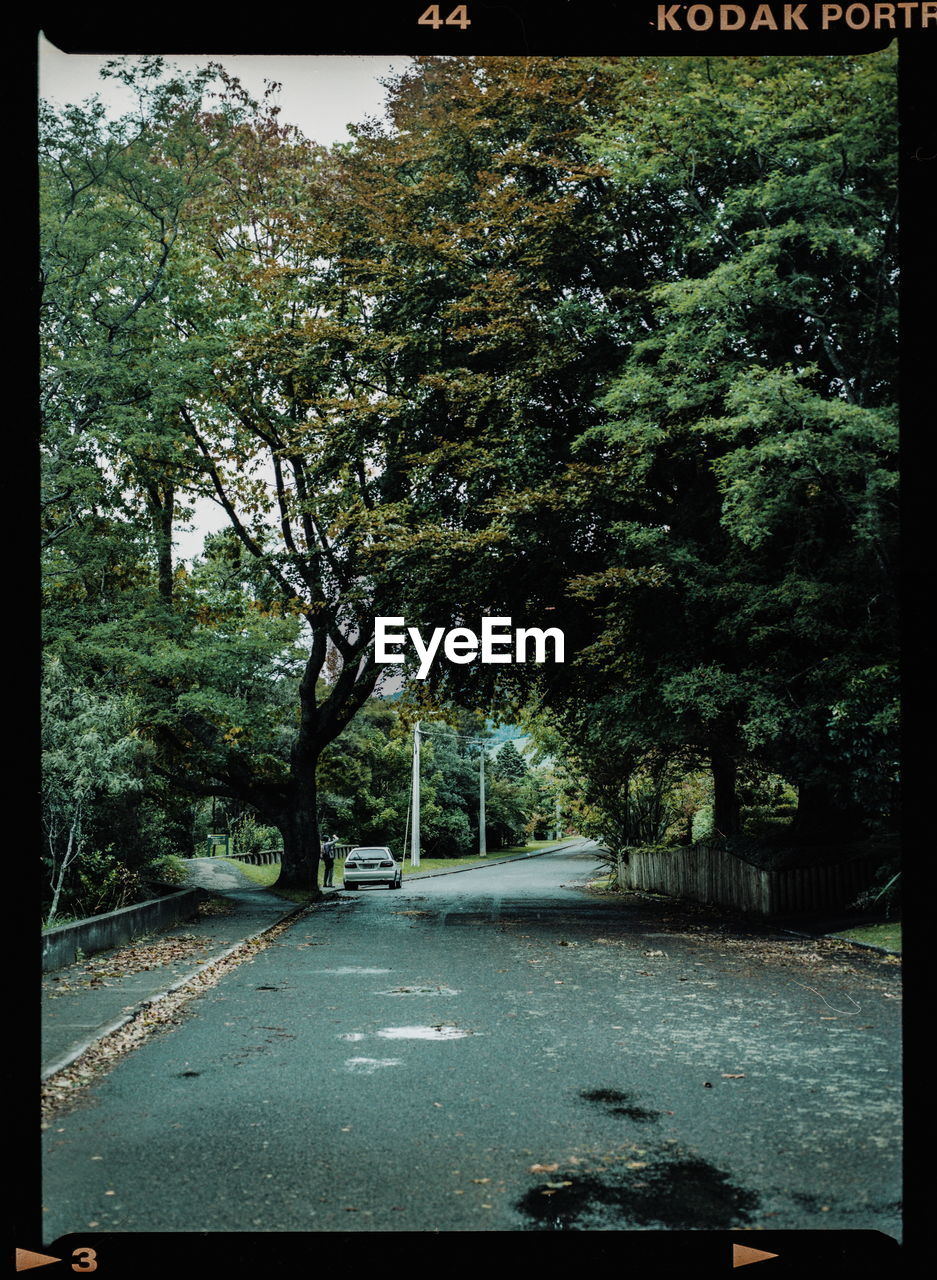 ROAD AMIDST TREES AND PLANTS IN FOREST