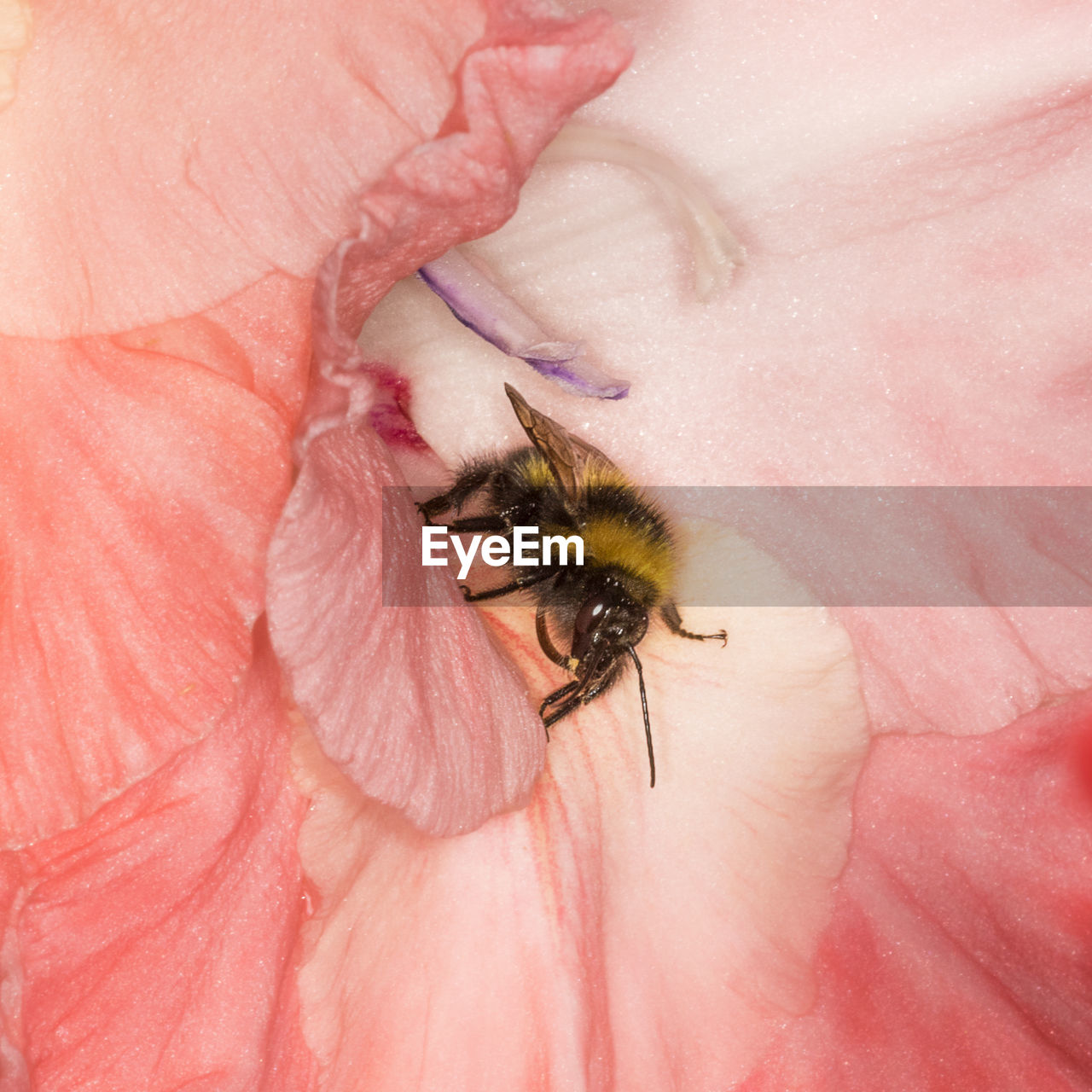 CLOSE-UP OF INSECT ON PINK FLOWER