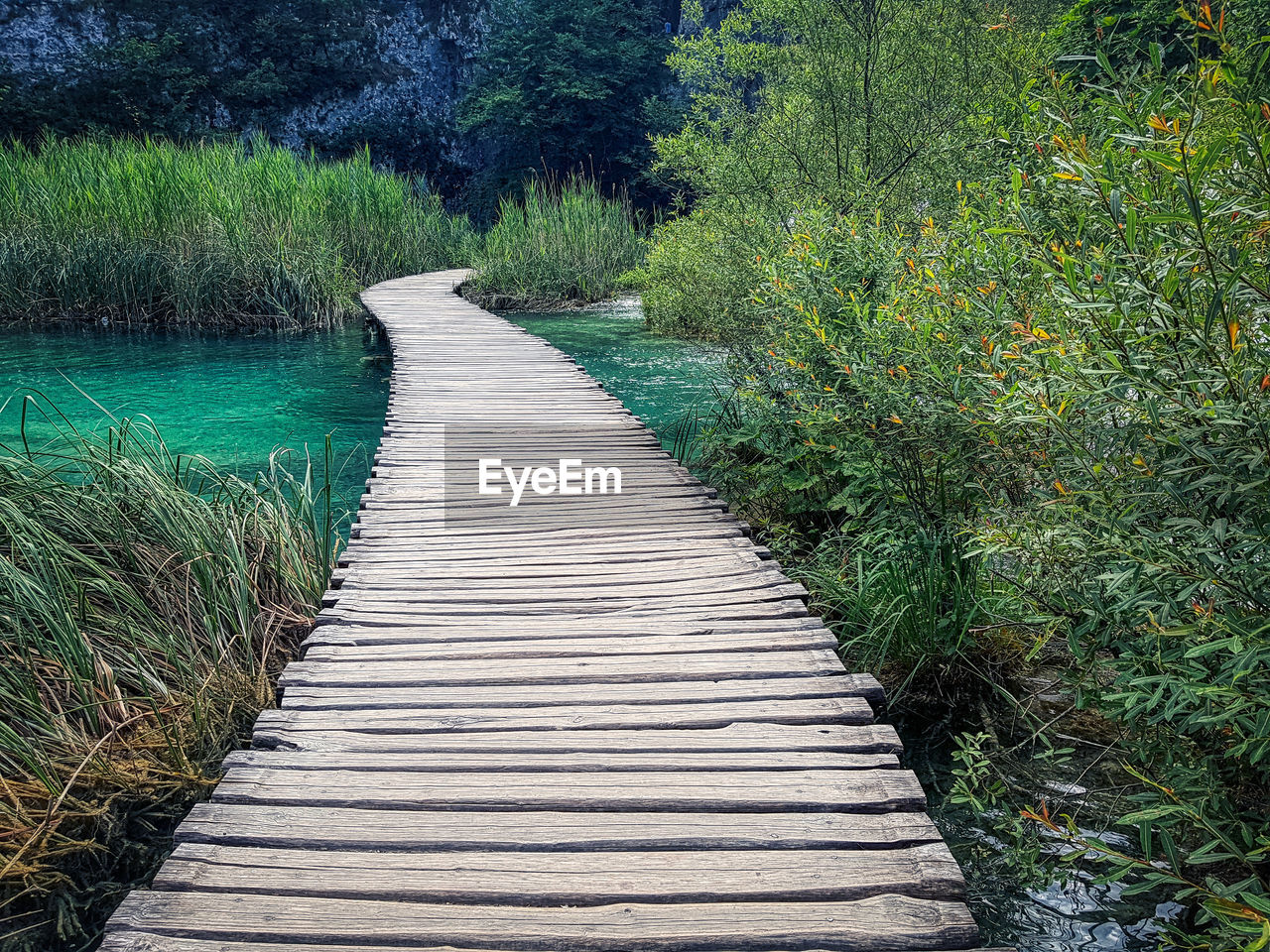 Boardwalk amidst trees in forest