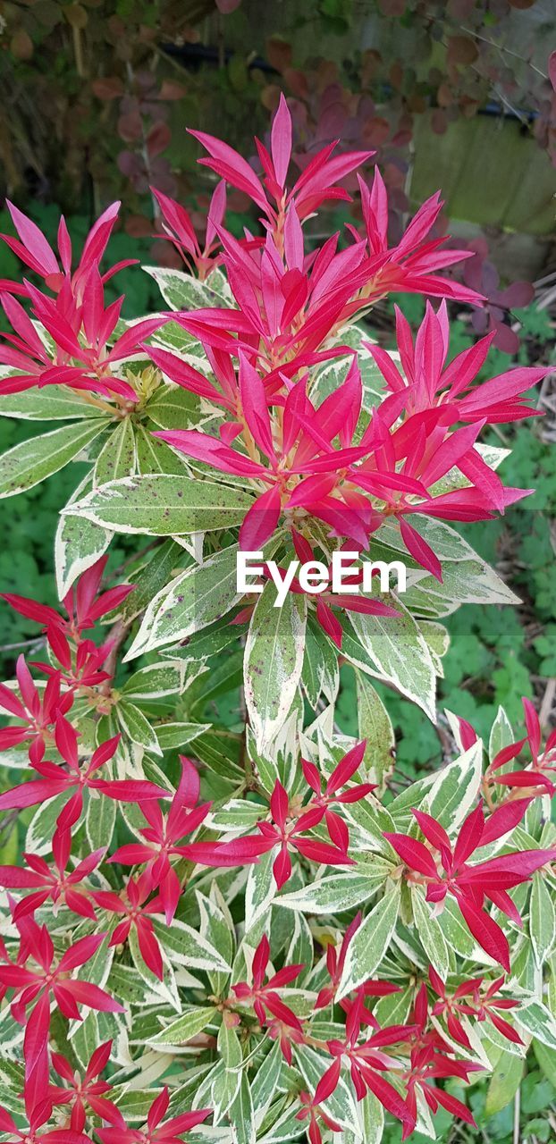 HIGH ANGLE VIEW OF RED FLOWERING PLANT WITH RAINDROPS