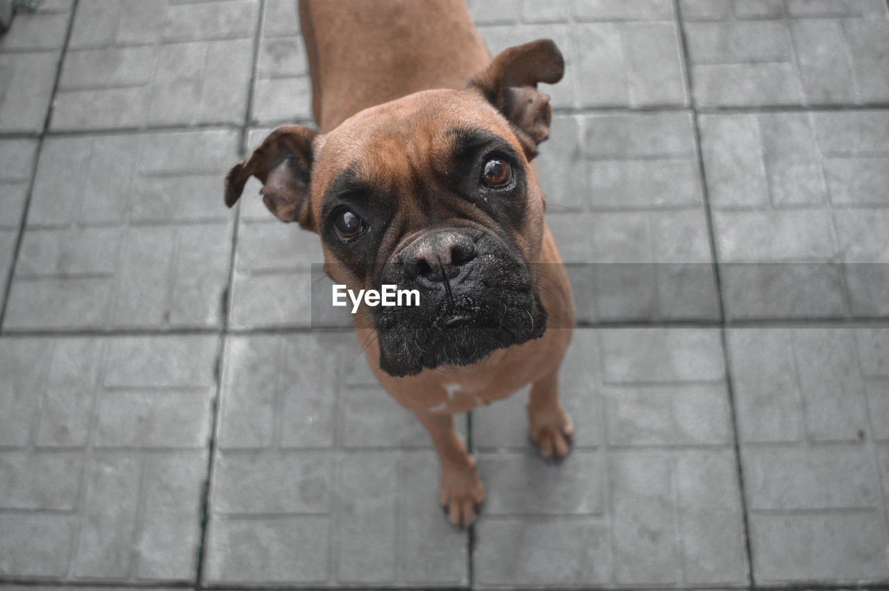 HIGH ANGLE VIEW OF DOG ON FOOTPATH