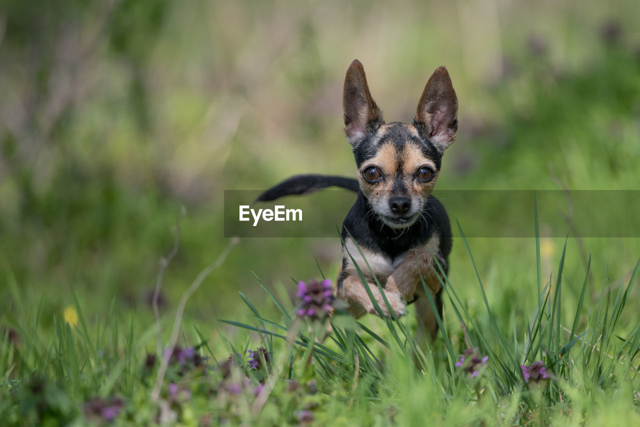 PORTRAIT OF A DOG IN FIELD