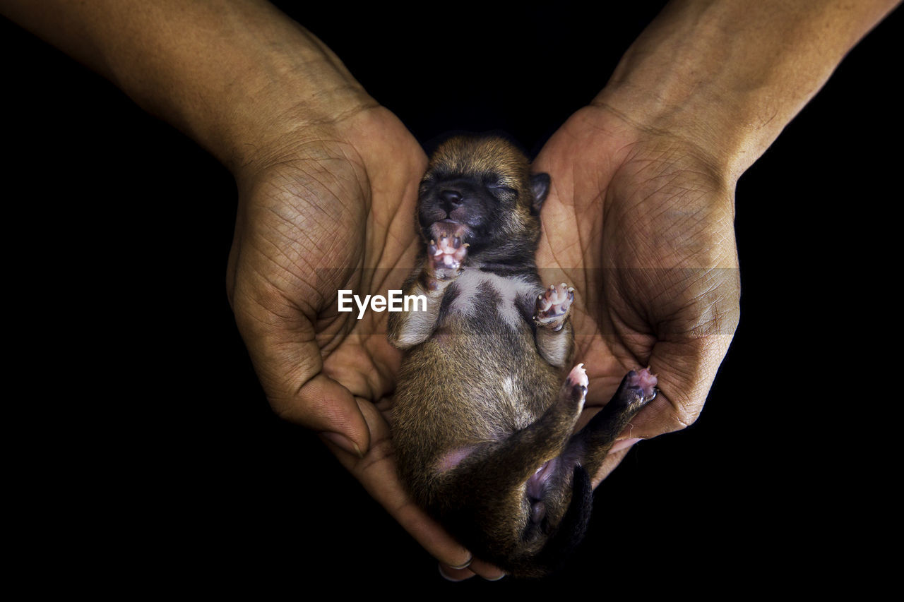 Close-up of a newborn shiba inu puppy.  dog on hands forming a heart shape. 