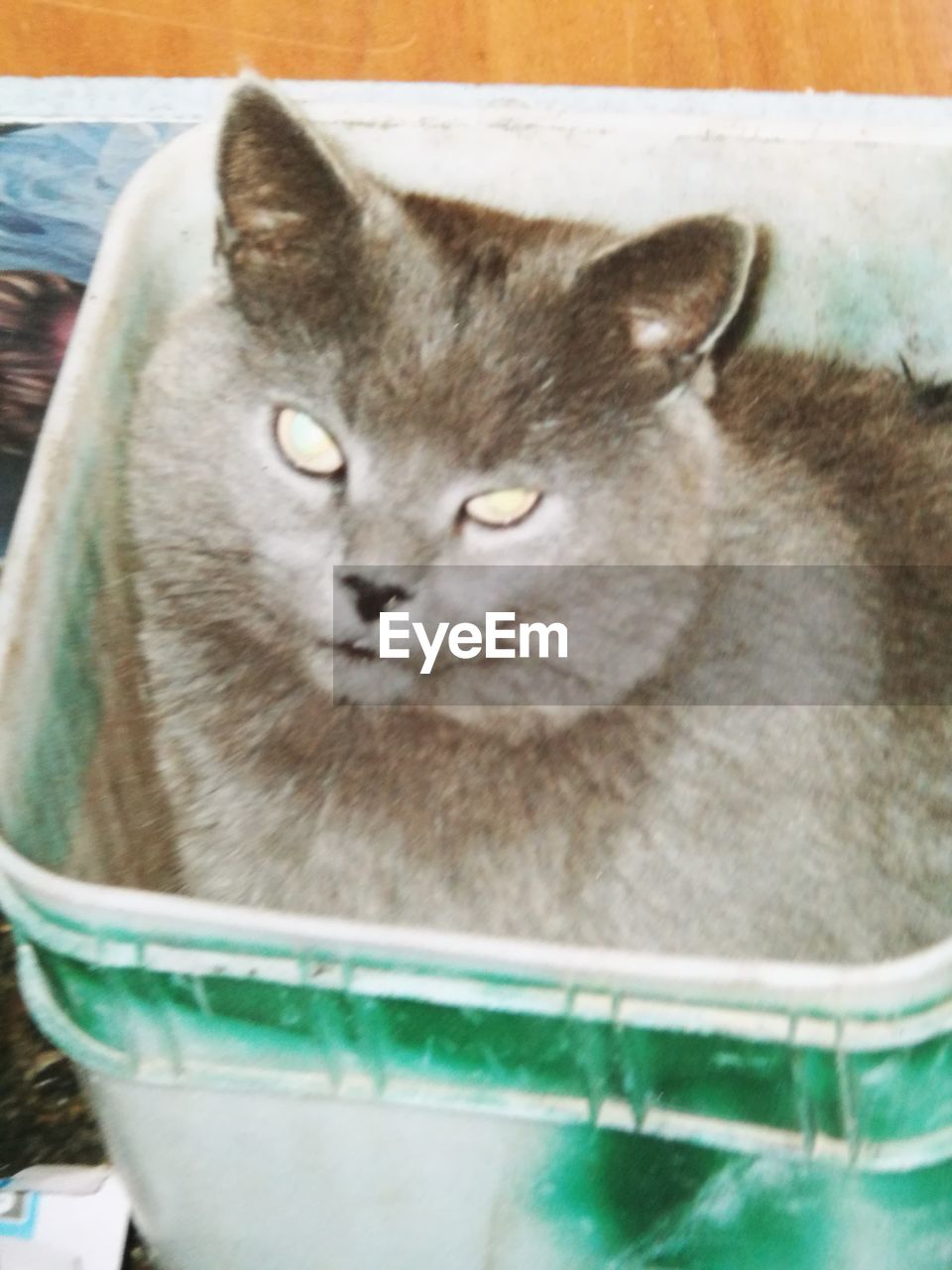 CLOSE-UP OF CAT IN MOUTH