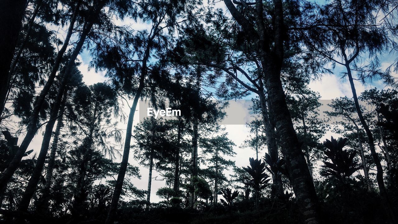 LOW ANGLE VIEW OF TREE AGAINST SKY