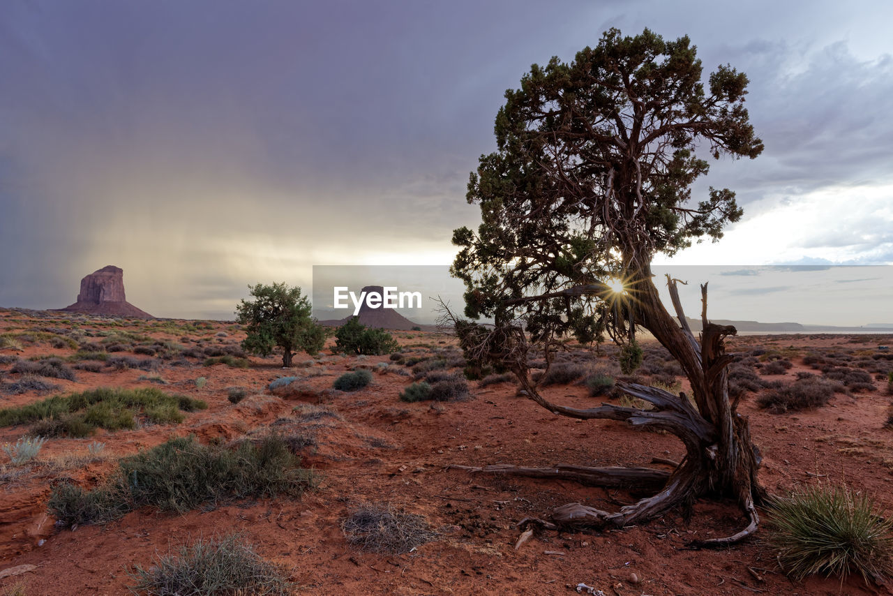 Trees in a desert