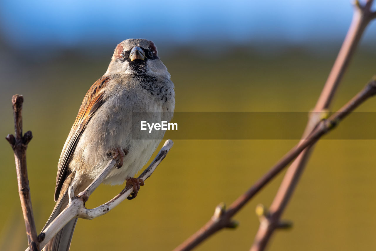 Portrait of a house sparrow perching on a branch.