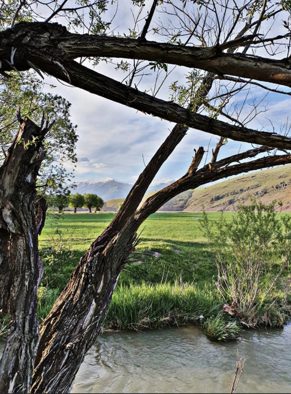 SCENIC VIEW OF TREES AGAINST SKY