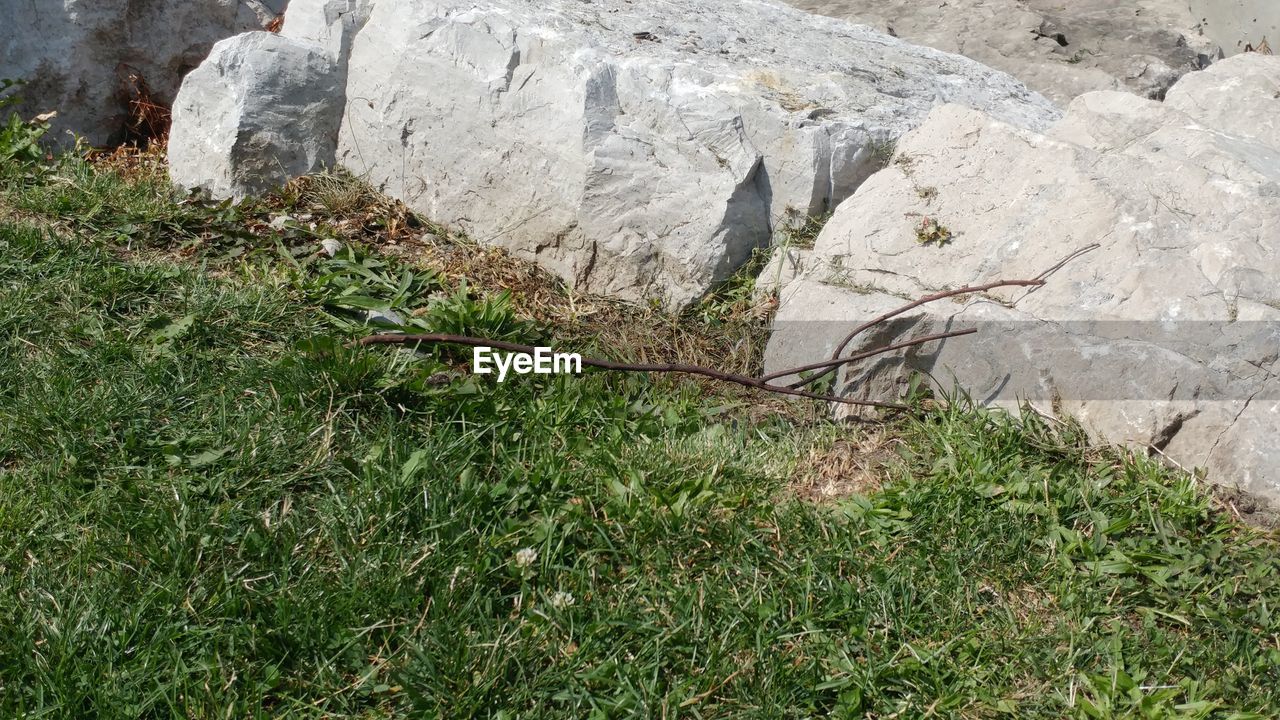 GRASS GROWING IN SUNLIGHT