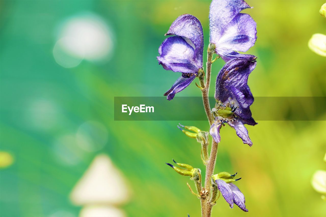 Close-up of purple flowering plant