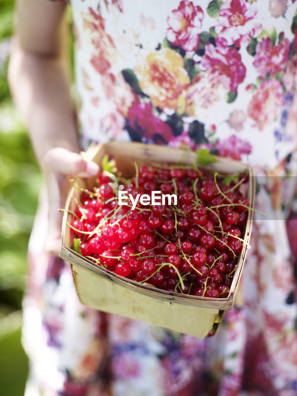 Girl holding redcurrants in basket