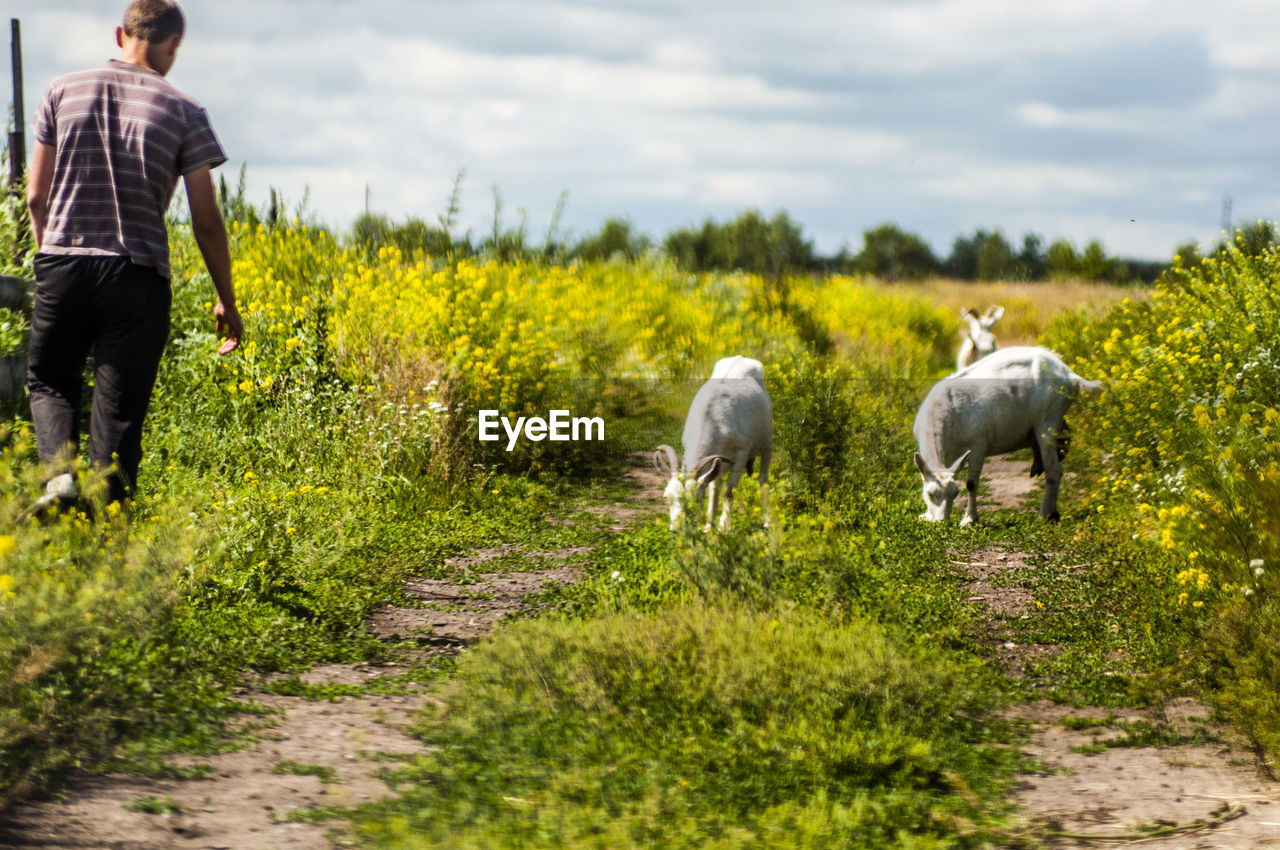 Rear view of man walking by goats grazing on field