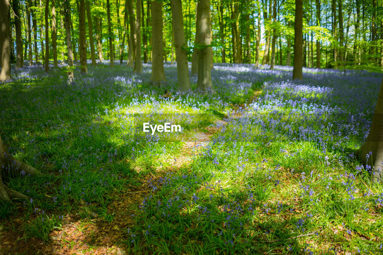 PLANTS GROWING ON LAND