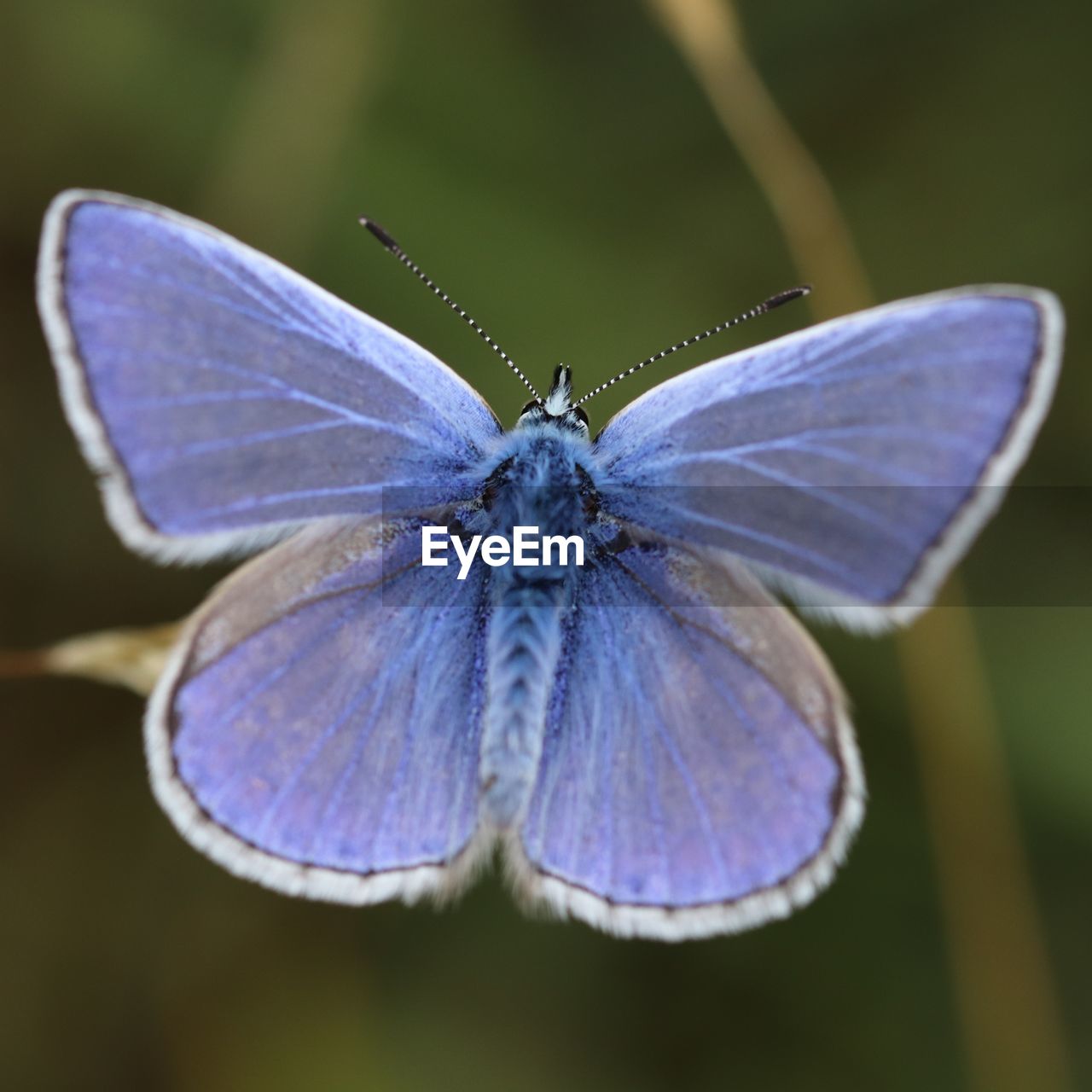 BUTTERFLY ON FLOWER