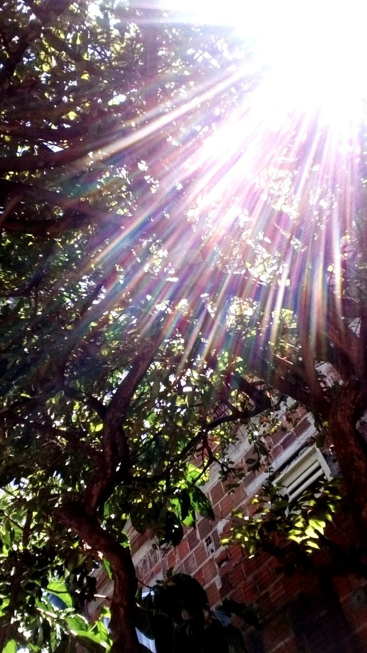 SUN SHINING THROUGH TREES ON SUNNY DAY