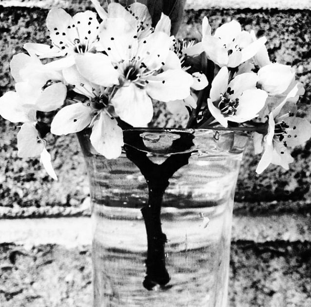 Close-up of flowers in vase