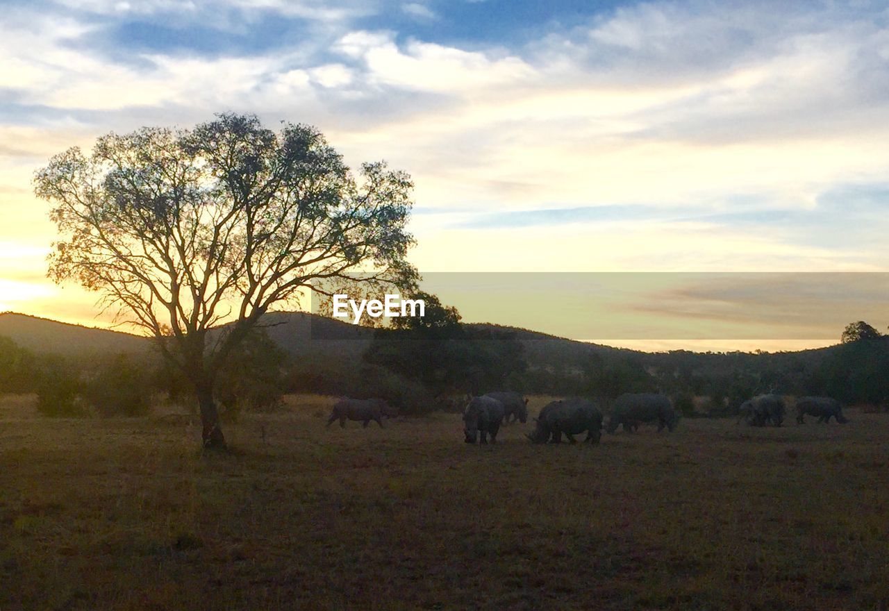 SCENIC VIEW OF GRASSY FIELD AGAINST SKY