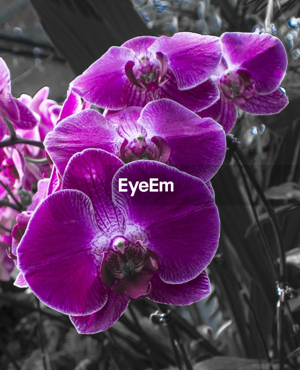 CLOSE-UP OF PURPLE FLOWER OUTDOORS