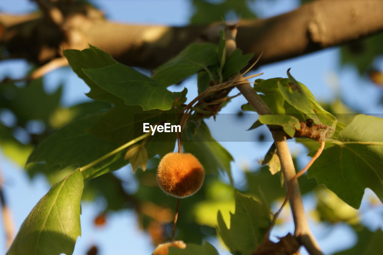 LOW ANGLE VIEW OF LEAVES ON TREE