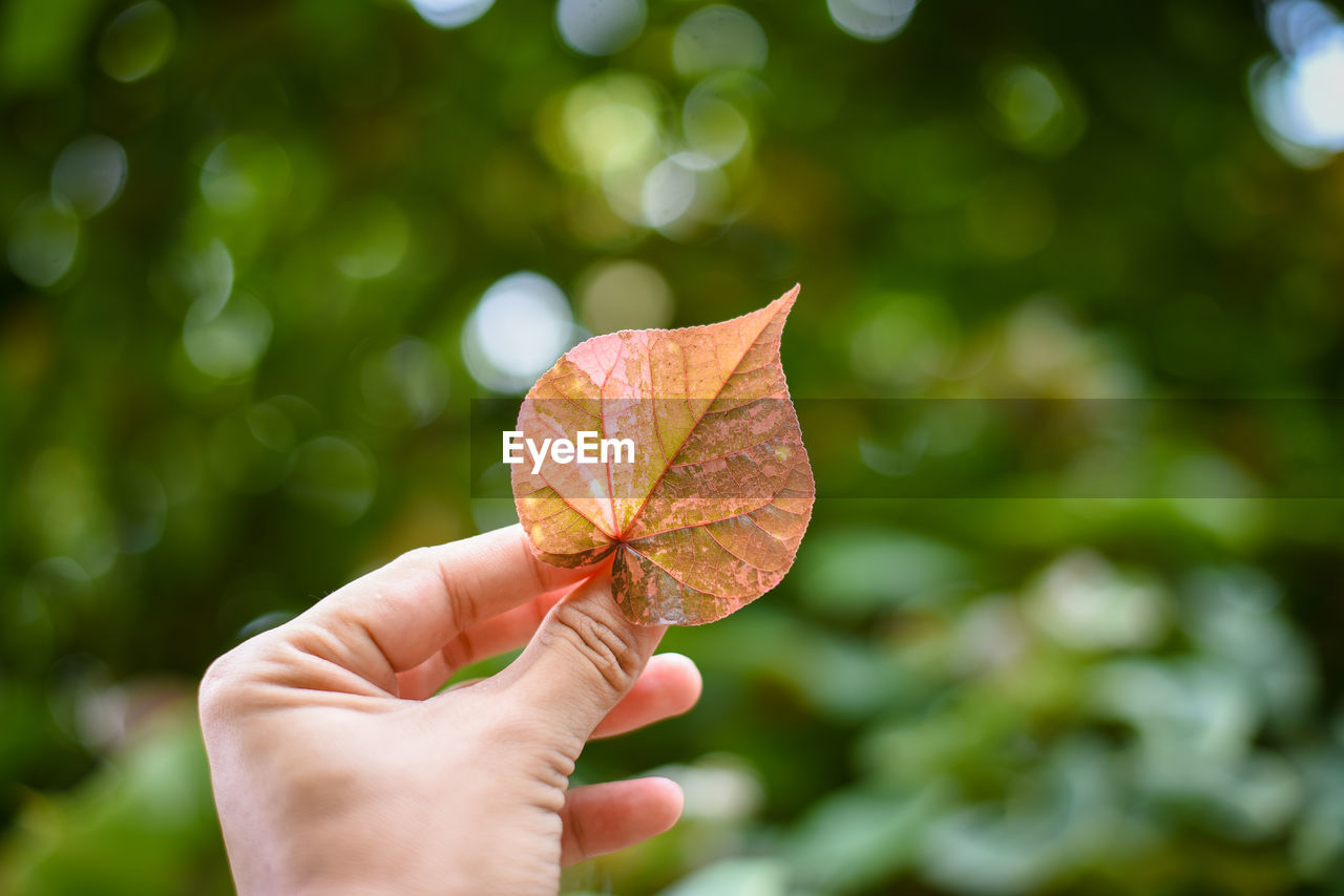 Close-up of hand holding maple leaf