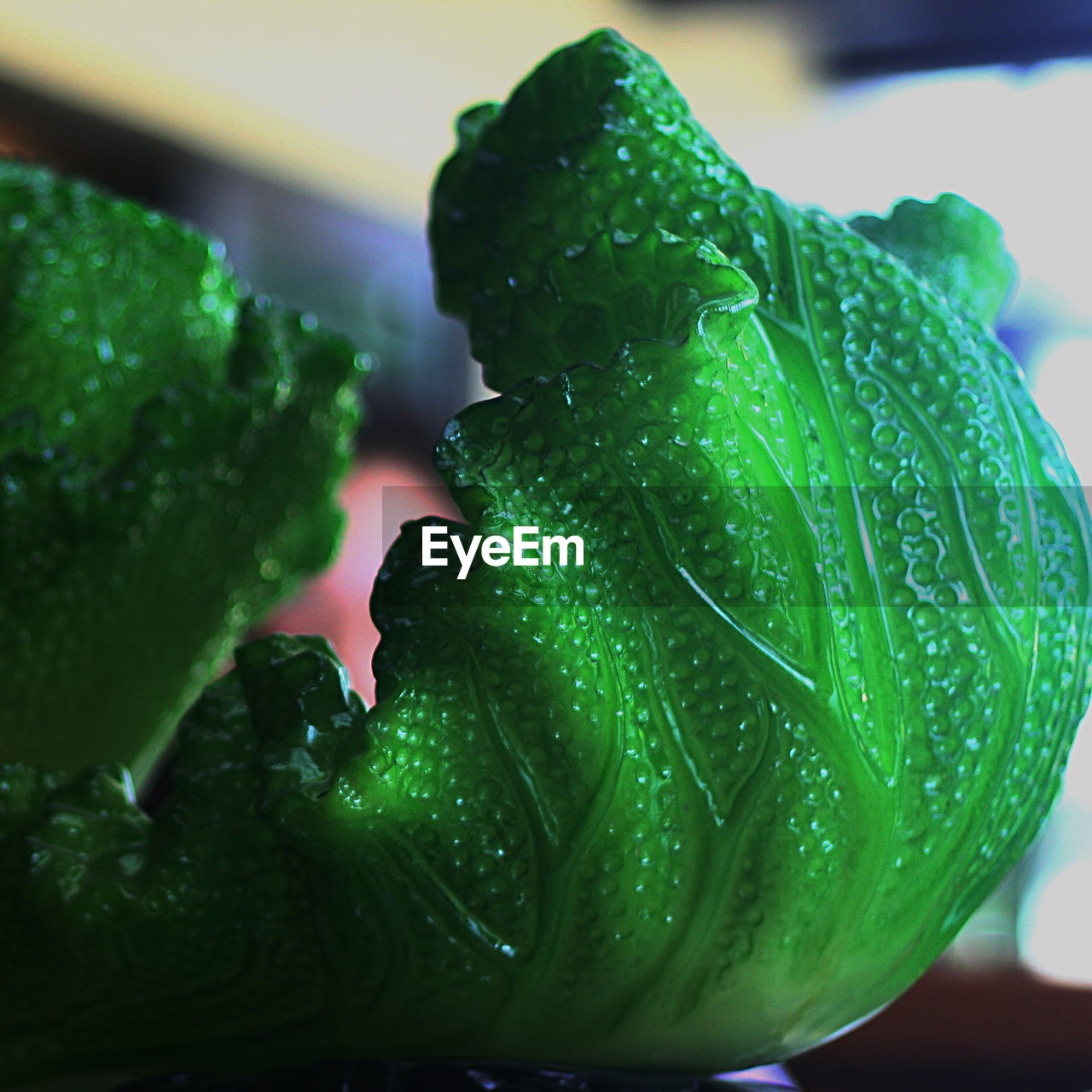 Close-up of wet vegetable