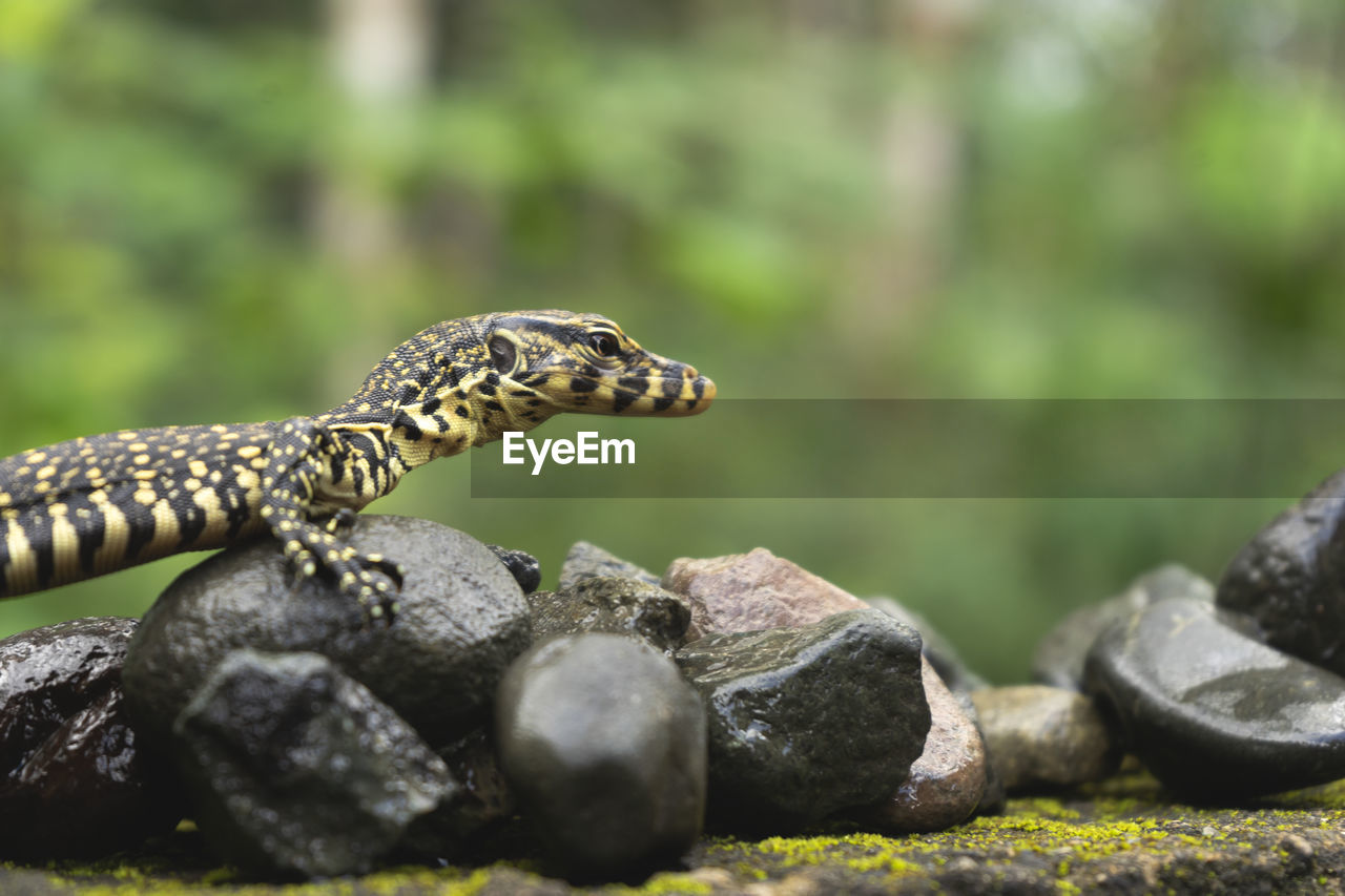 animal themes, animal, animal wildlife, reptile, wildlife, one animal, rock, lizard, nature, no people, wall lizard, outdoors, close-up, day, iguana