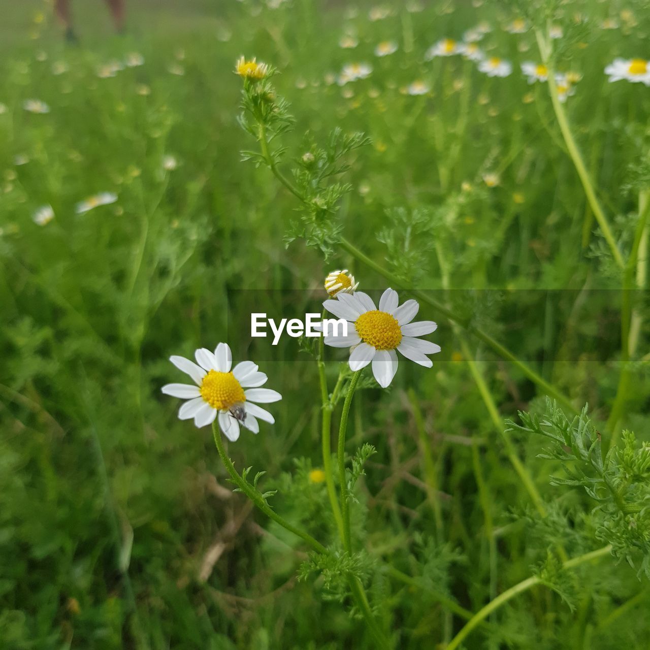 CLOSE-UP OF YELLOW FLOWERING PLANTS ON FIELD