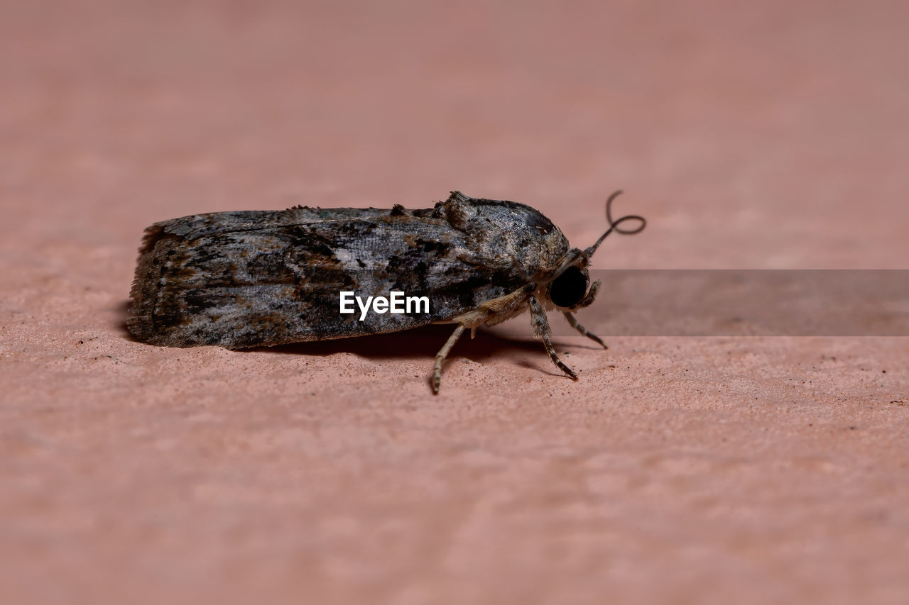 CLOSE-UP OF BLACK INSECT ON LAND