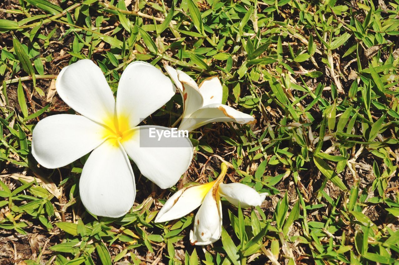 CLOSE-UP OF WHITE FLOWERS BLOOMING OUTDOORS