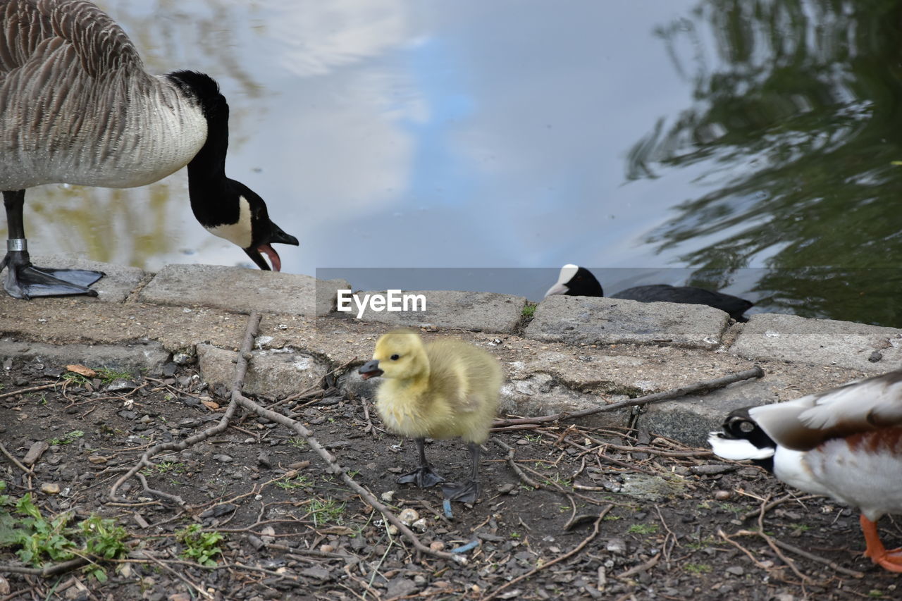 BIRDS IN LAKE