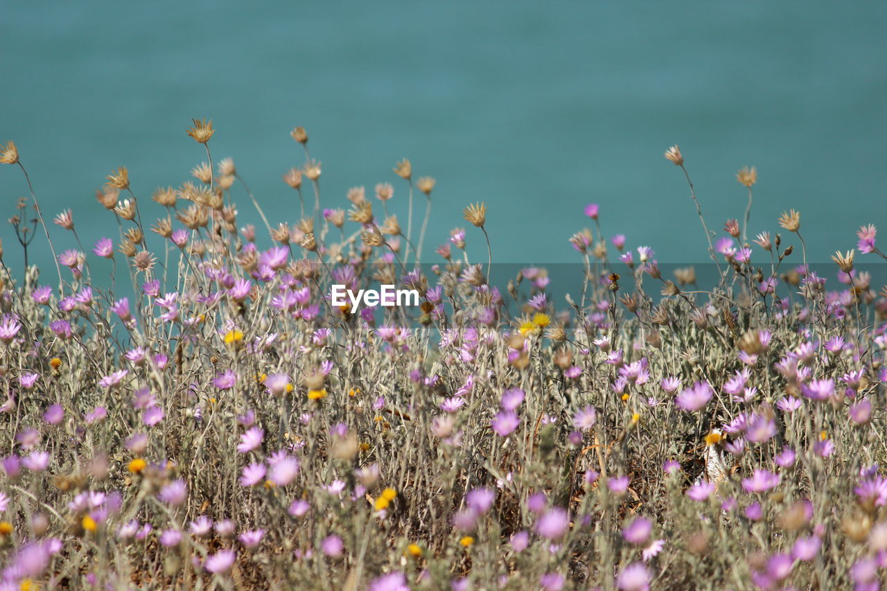 Close-up of purple flowering plants on field