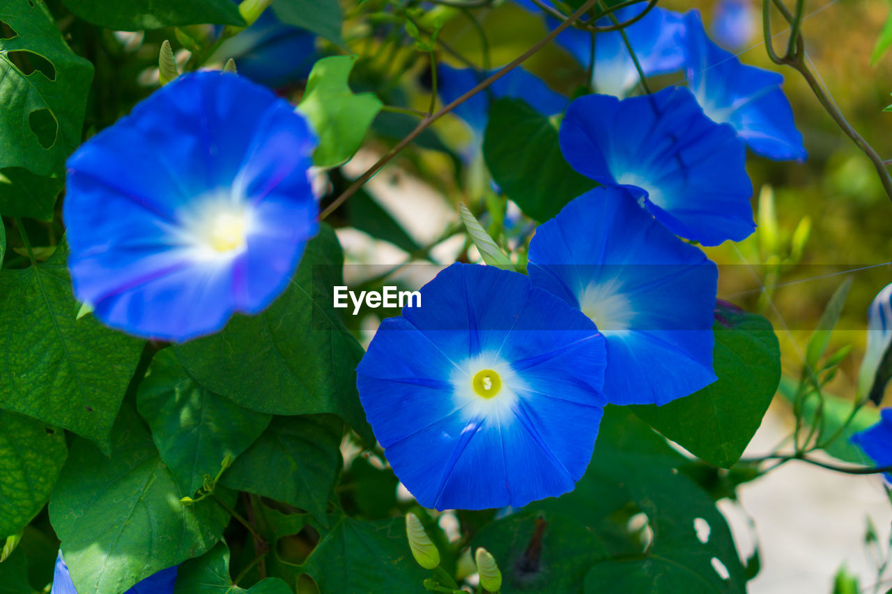 CLOSE-UP OF BLUE WATER LILY BLOOMING OUTDOORS