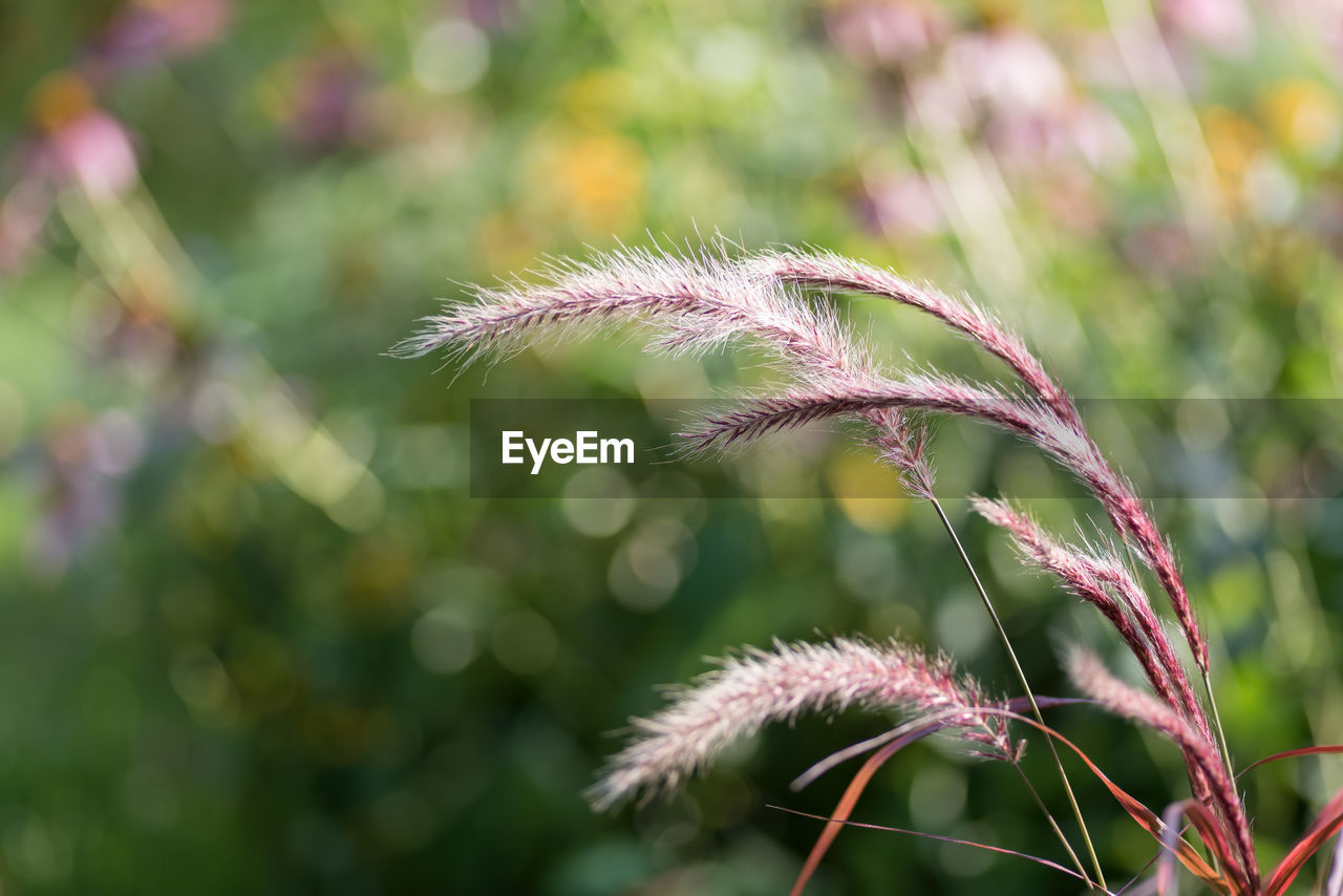 Close-up of pink flowering plant on field