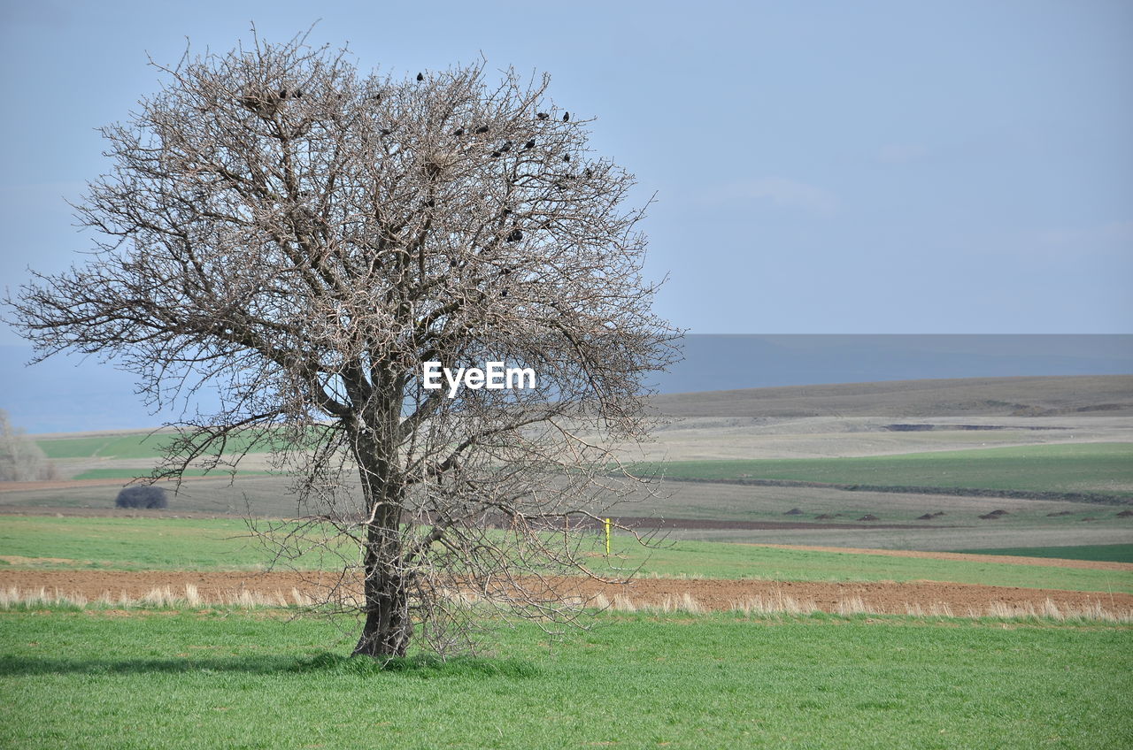 TREE IN FIELD