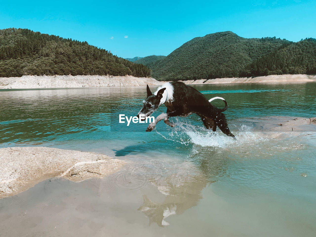 Dog running in lake