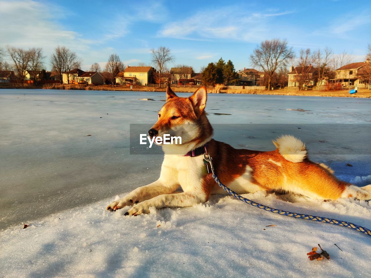 DOG ON A FIELD