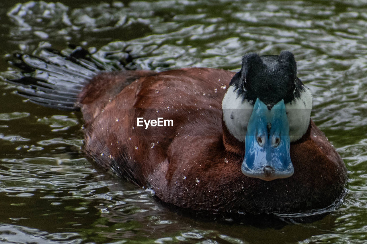 Close-up of duck swimming in lake