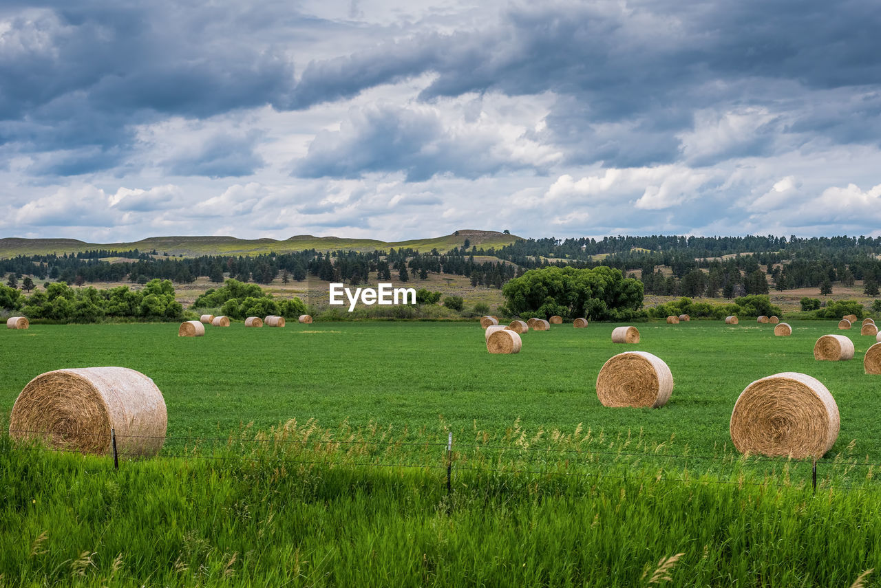 HAY BALES IN FIELD