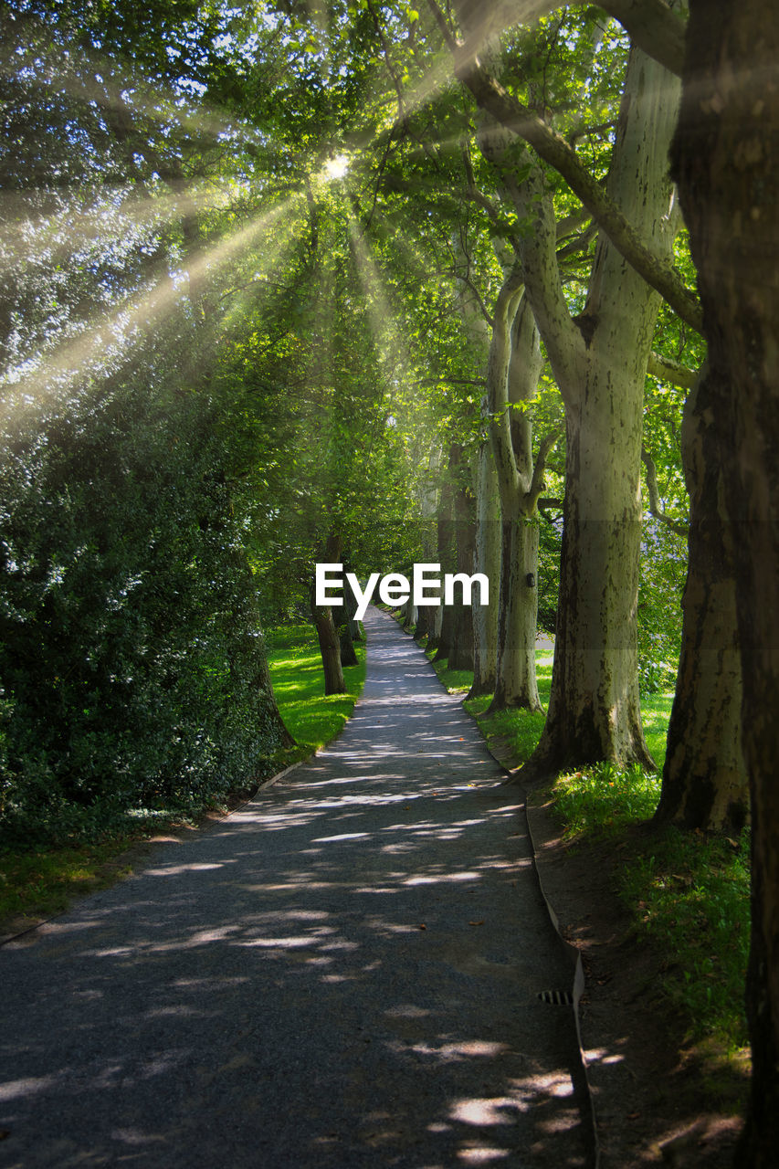 Road amidst trees in forest