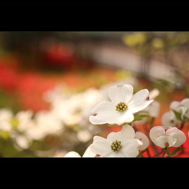 CLOSE-UP OF FLOWERS BLOOMING OUTDOORS