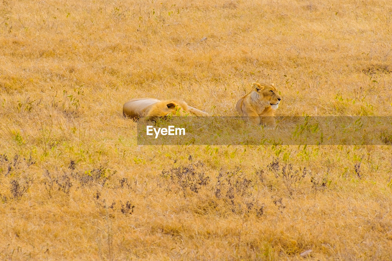 HIGH ANGLE VIEW OF CATS ON GRASS