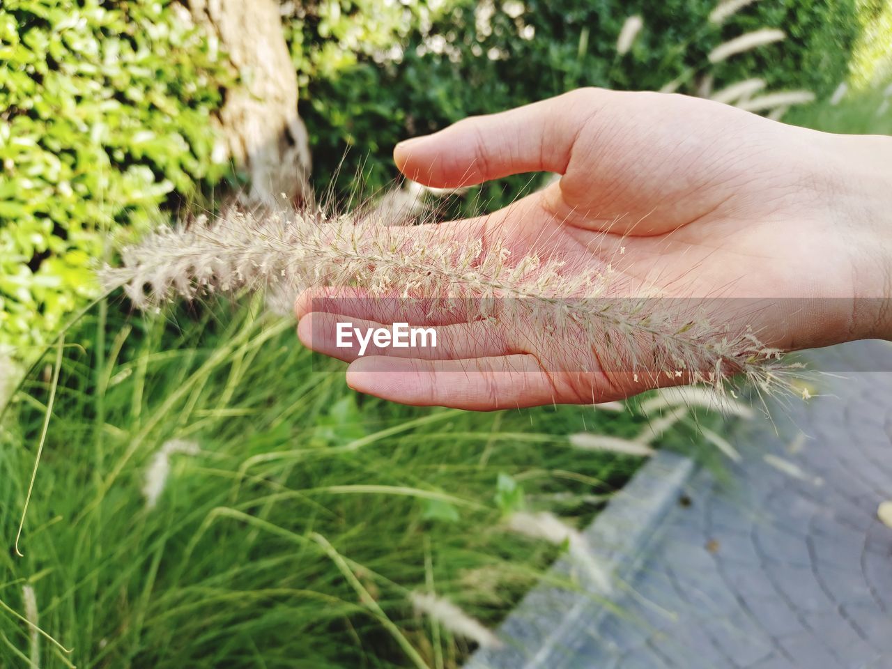 hand, grass, soil, plant, one person, nature, day, growth, leaf, close-up, lawn, outdoors, finger, adult, holding, animal, focus on foreground, flower, animal themes